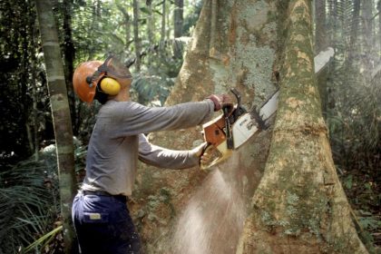Abholzung: Oft werden auch in Naturschutzgebieten illegal Bäume gefällt