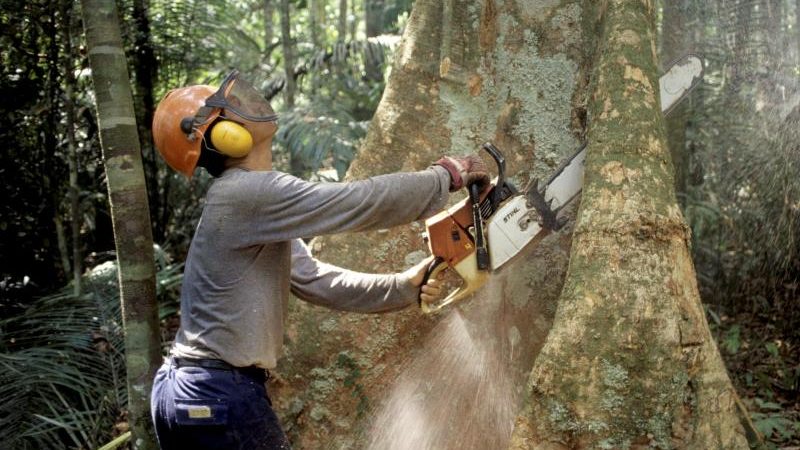 Abholzung: Oft werden auch in Naturschutzgebieten illegal Bäume gefällt