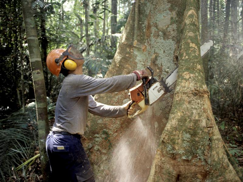 Abholzung: Oft werden auch in Naturschutzgebieten illegal Bäume gefällt
