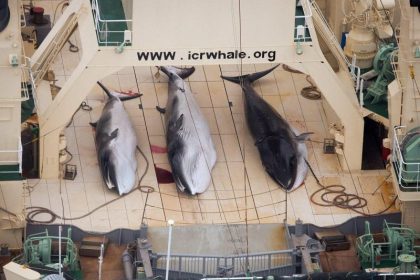 Japans Walfangflotte kehrt in die Antarktis zurück – Etwa zu wissenschaftlichen Zwecken?