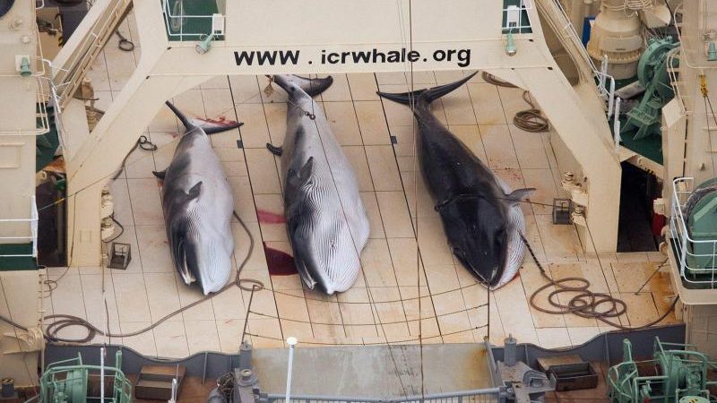 Japans Walfangflotte kehrt in die Antarktis zurück – Etwa zu wissenschaftlichen Zwecken?