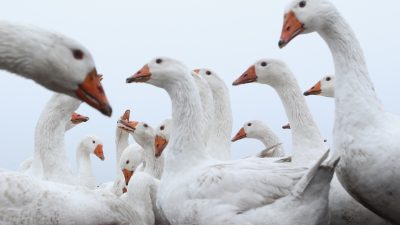 Stuttgart warnt vor verdorbenem Gänsefleisch: Charge 943085 Verbrauchsdatum 27.12.15