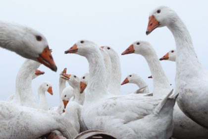 Stuttgart warnt vor verdorbenem Gänsefleisch: Charge 943085 Verbrauchsdatum 27.12.15
