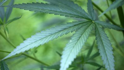 Deutsche Börse stellt Handel mit Cannabis-Aktien ein