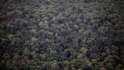 Verbandspräsident beklagt Folgen des Klimawandels für deutschen Wald