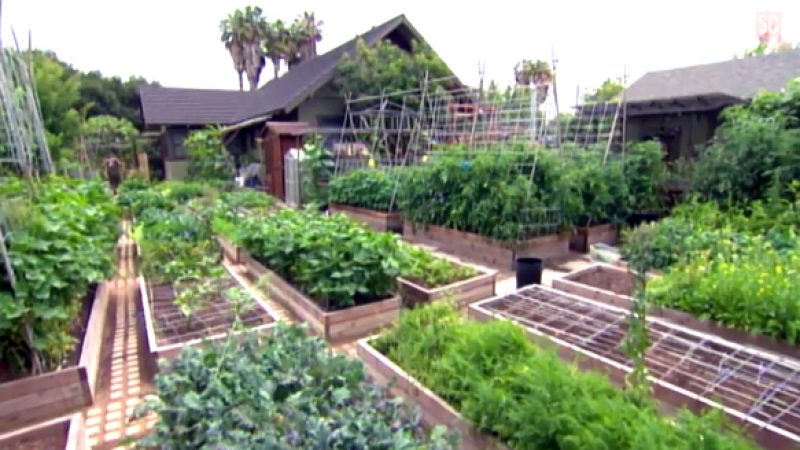 Familie betreibt auf 400 qm beeindruckende Stadtfarm – mitten in Los Angeles (+Video)