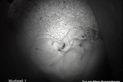 Neues Eisbärbaby im Bremerhavener Zoo am Meer