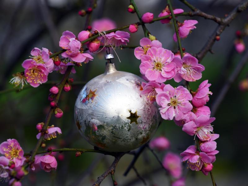 Wohl wärmstes Jahr 2015 mit Frühling statt Schnee zu Heiligabend