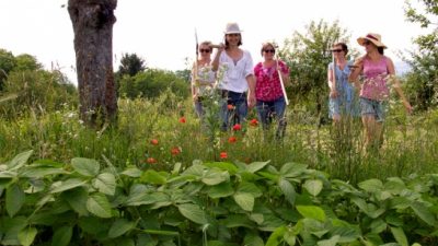 Hobbygärtner, Profigärtner und Landwirte für Sojaanbau-Experiment 2016 gesucht