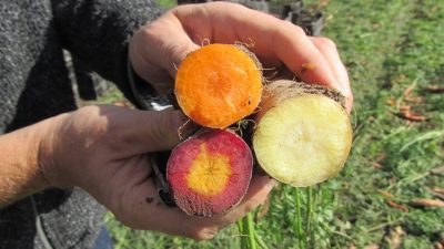 Immer mehr Bauern begreifen Bio als Chance