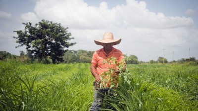 Venezuela verbietet endgültig genetisch verändertes Saatgut – Monsantos GMO’s müssen aus Venezuela weichen!