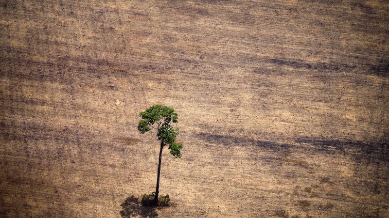 Monsanto kooperiert mit World Wildlife Fund um Amazonasregion in riesige Gen-Soja-Plantage umzuwandeln