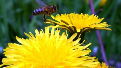 Heilkräftiger Löwenzahn Teil 3: Verbessert die Gehirnleistung aufgrund seines hohen Luteolin-Gehalts