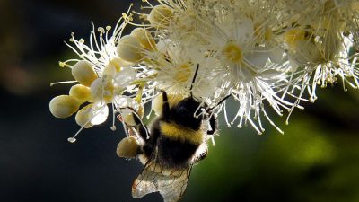 Honig – mehr als ein süßer Nektar?