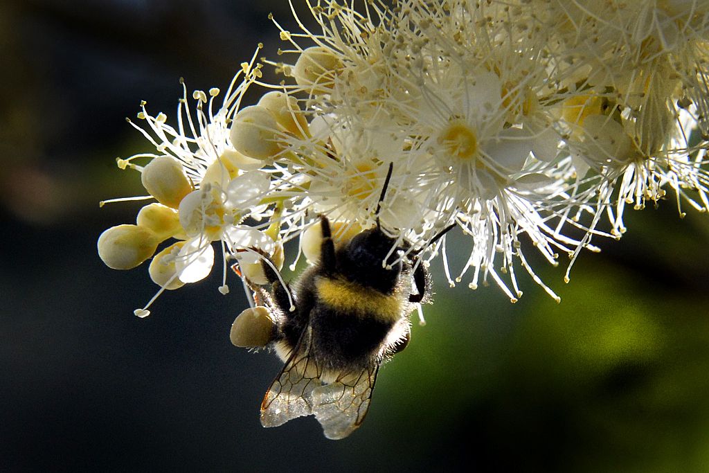 Honig – mehr als ein süßer Nektar?