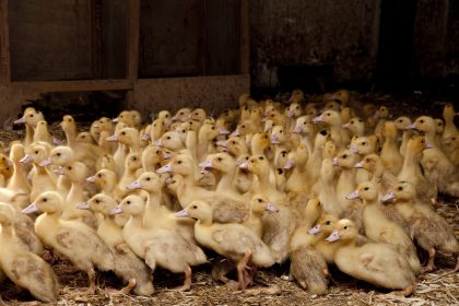 Kann staatliches Tierwohl-Siegel die Misere der Nutztiere beenden?