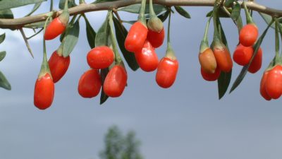 Die „göttliche Heilpflanze des Ostens – die Goji-Beere“