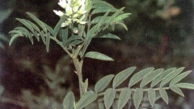 Süßholz-Raspeln gegen den Schwabbelbauch