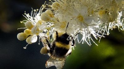 Honig wirkt wo Antibiotika versagen – auch bei multiresistenten Keimen