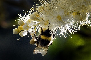 Honig wirkt wo Antibiotika versagen – auch bei multiresistenten Keimen