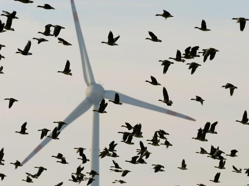 Umweltverbände klagen: Vögel müssen für Windparks sterben