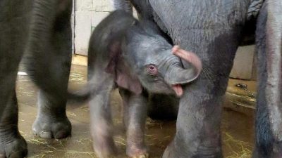 Neugeborenes Elefantenbaby im Tierpark Berlin