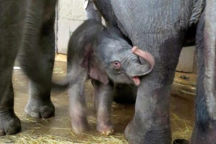 Neugeborenes Elefantenbaby im Tierpark Berlin