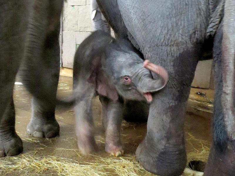 Neugeborenes Elefantenbaby im Tierpark Berlin