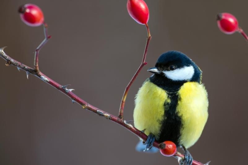 Singvögel bei Winterwetter füttern – Eichhörnchen nicht