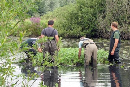 Bundesamt für Naturschutz: Probleme mit fremden Arten
