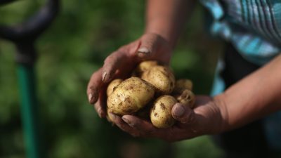 Bio oder konventionell? Studie bewertet Forschungsarbeiten der letzten 40 Jahre