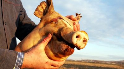 Gegen Leipziger Moschee: Totes Schwein mit Aufschrift „Mutti Merkel“ auf Baugelände abgelegt