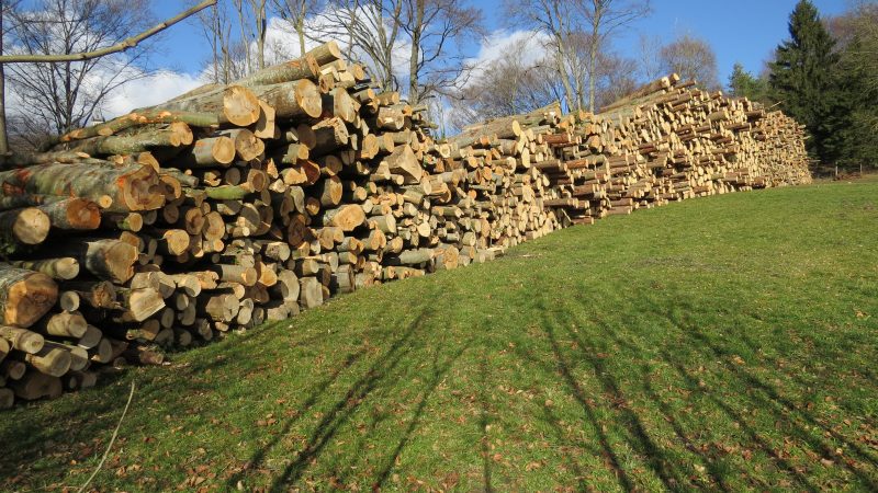 BUND veröffentlicht “Waldreport 2016″ und fordert Bundeswaldgesetz mit ökologischen Mindeststandards
