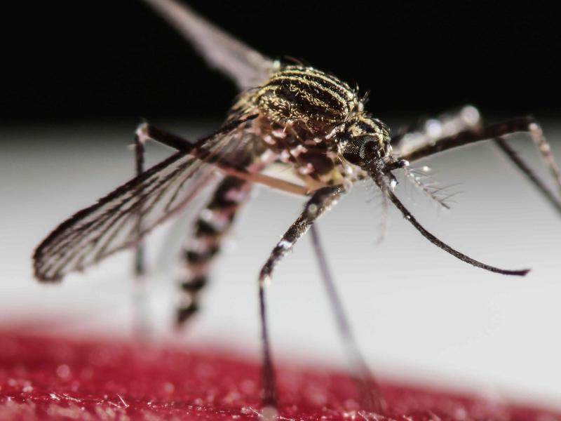 USA setzen 1,8 Milliarden Dollar im Kampf gegen Zika ein