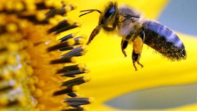 Pestizide aus der industriellen Landwirtschaft schuld an „dramatischer Dimension des Bienensterbens“