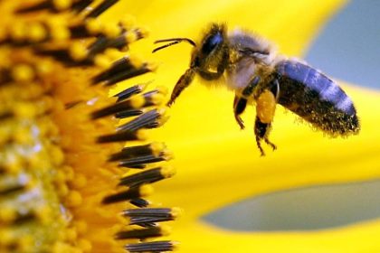 Supermärkte machen sich stark gegen Bienensterben
