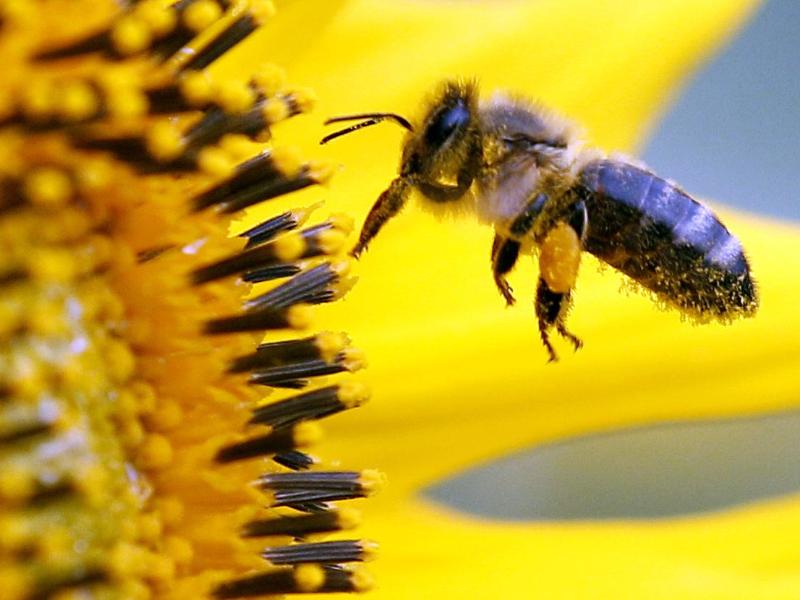 Virus führt bei wilden Bienen zu Flügeldeformation und kürzerem Leben