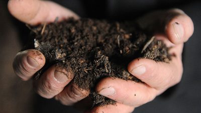 Verwenden Sie diese 4 organischen Dünger für einen erfolgreichen Anbau im Garten