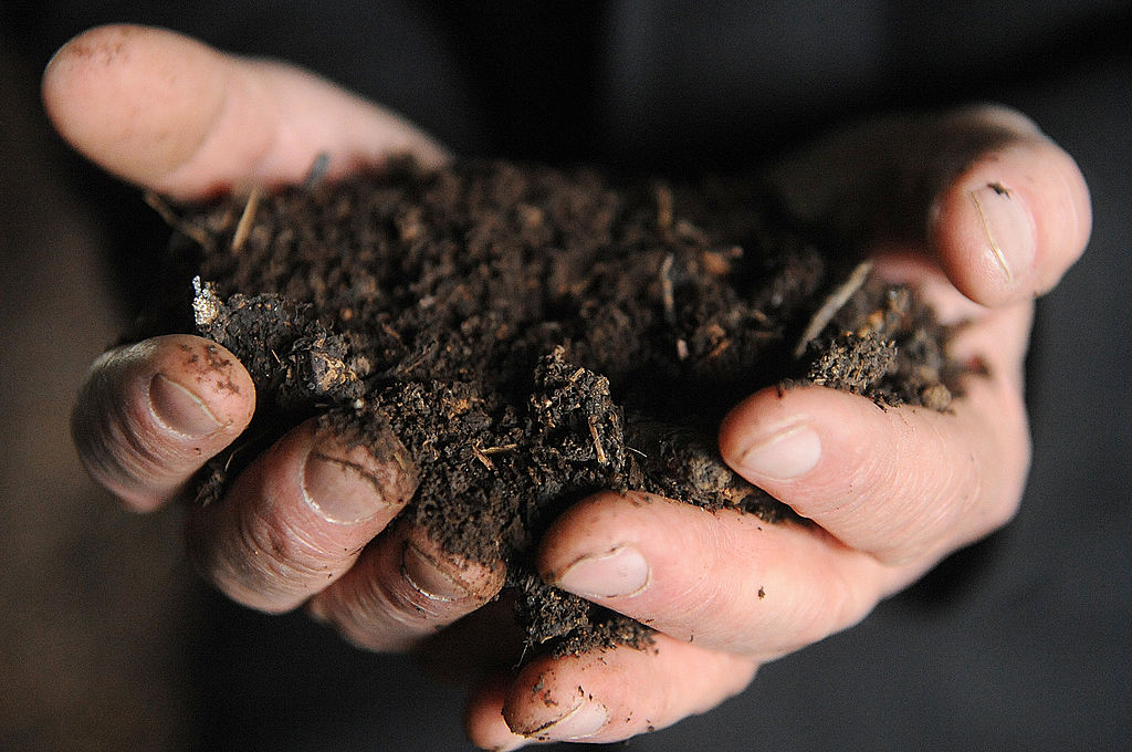 Verwenden Sie diese 4 organischen Dünger für einen erfolgreichen Anbau im Garten