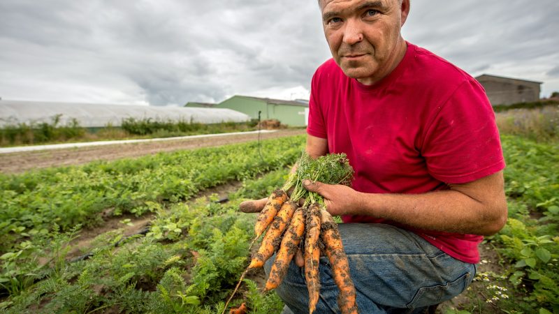 Viele gute Gründe, warum Karotten in ihrem Gemüsegarten wachsen sollten (+Anbauanleitung)