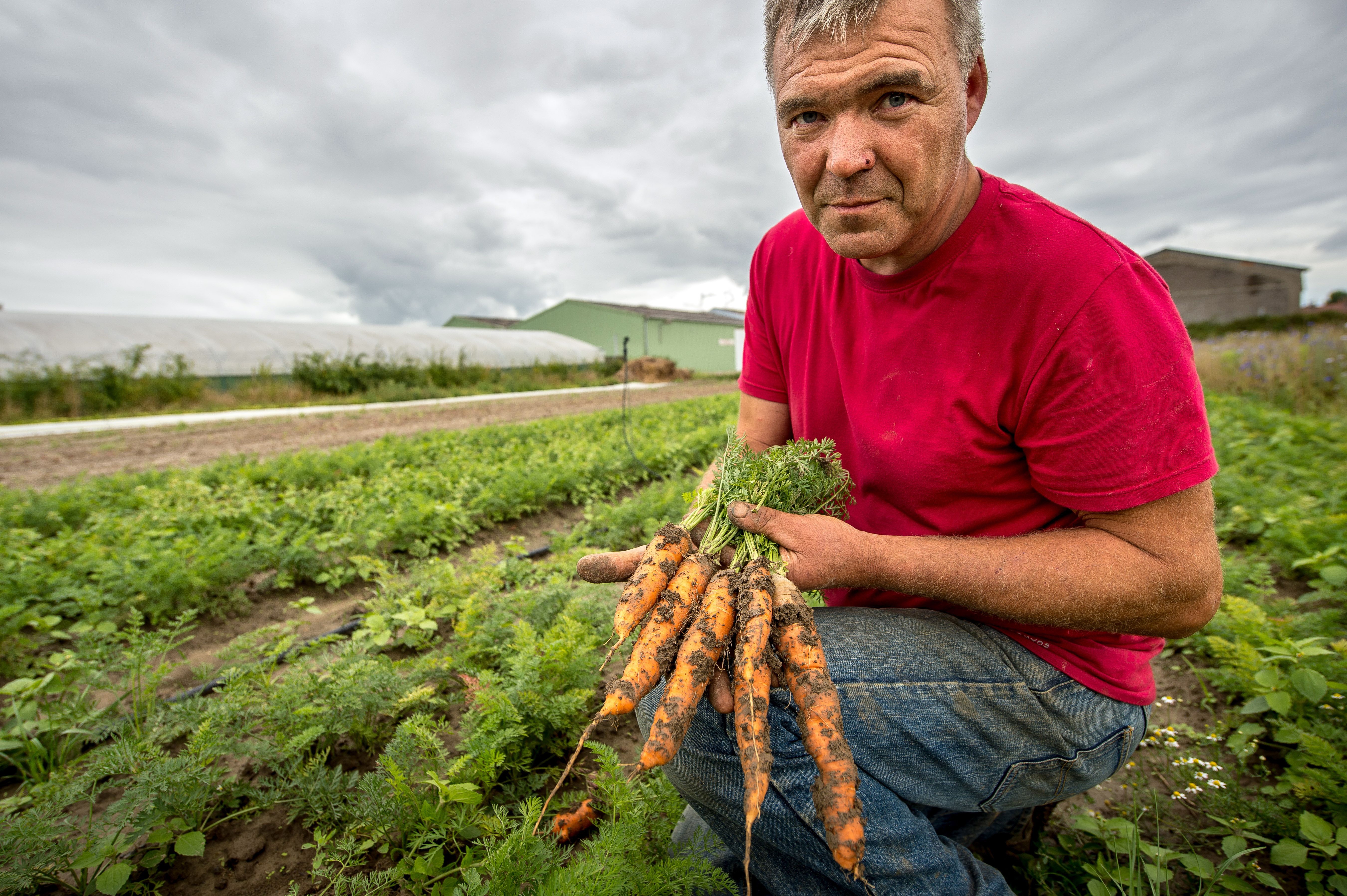 Viele gute Gründe, warum Karotten in ihrem Gemüsegarten wachsen sollten (+Anbauanleitung)
