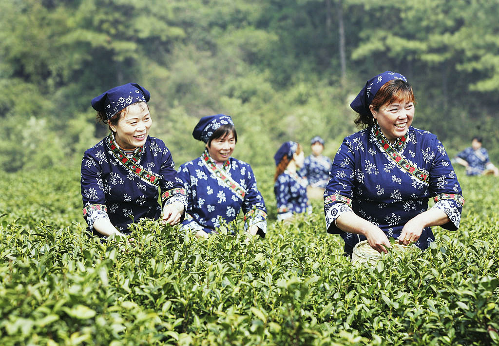 „Die diesjährige Ernte ist verloren“ – Darjeeling-Tee als Druckmittel für einen eigenen Staat