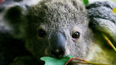 Schnupfenkeime „verduften“ mit Eukalyptusöl