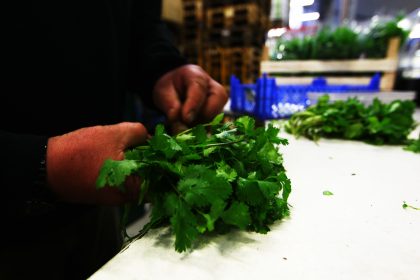 Korianderkraut befreit Ihr Gehirn von Quecksilber – so gut wie kein zweites