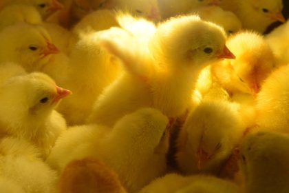 Synästhesie: Die Farbe Gelb ist so weich wie der Flaum von Küken