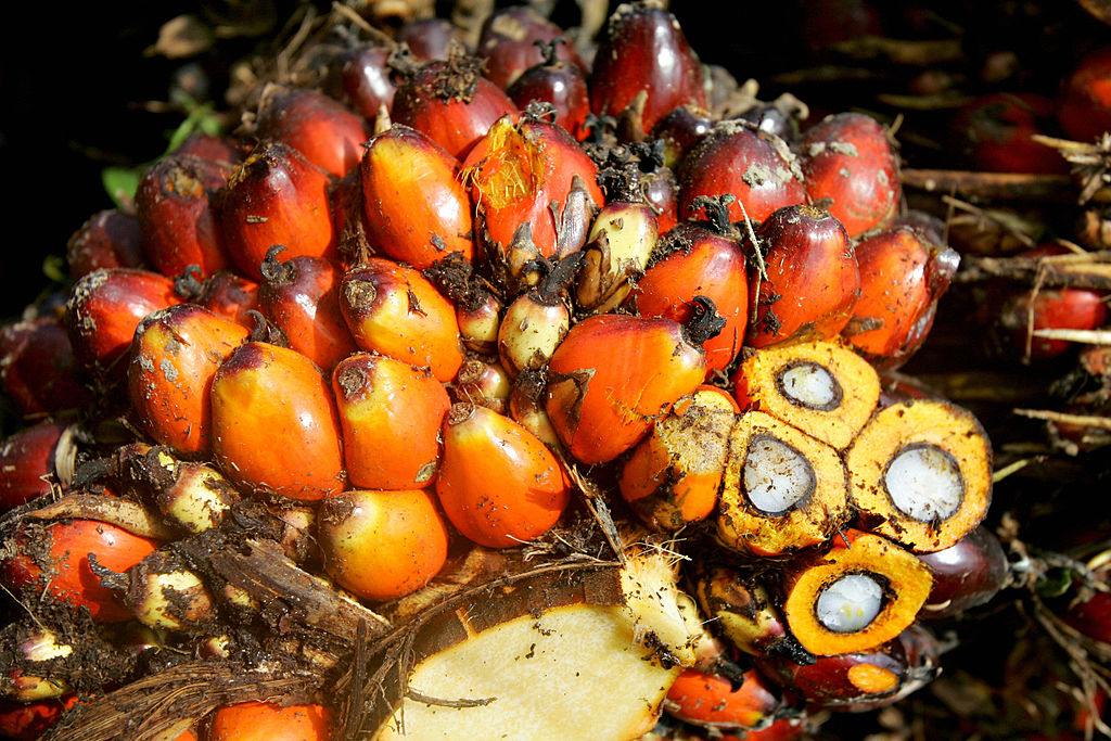 Regenwald-Killer Palmöl: So vermeidet man es in Supermarktprodukten