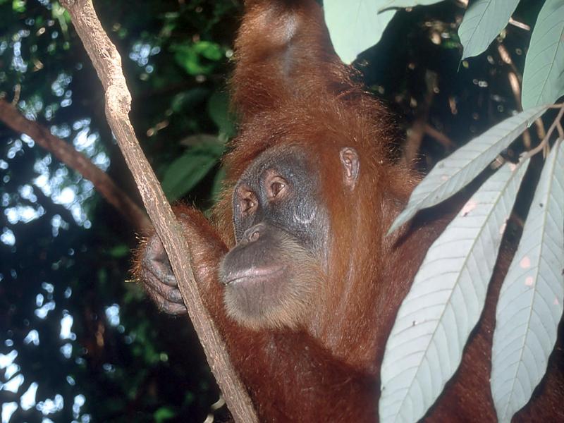 Orang-Utans: Kreuzungen könnten Existenz gefährden