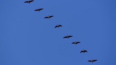 Drohnen mit Kameras machen Vogelzählen einfacher