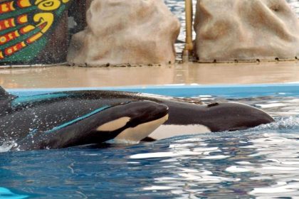 Seaworld beendet Orca-Züchtung