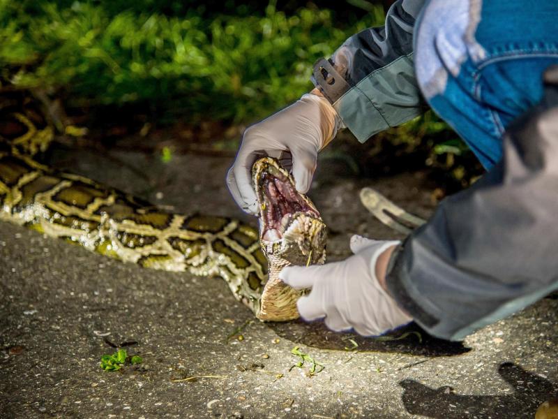 Vier Meter lange Schlange auf Rastplatz gefunden